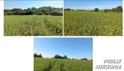 Sklypai - Žemės sklypas