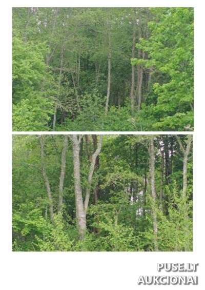 Parduodamas 6.11 ha miškų ūkio paskirties žemės sklypas Švenčionių r. Bogutiškės k. pradinė kaina 7380 EUR