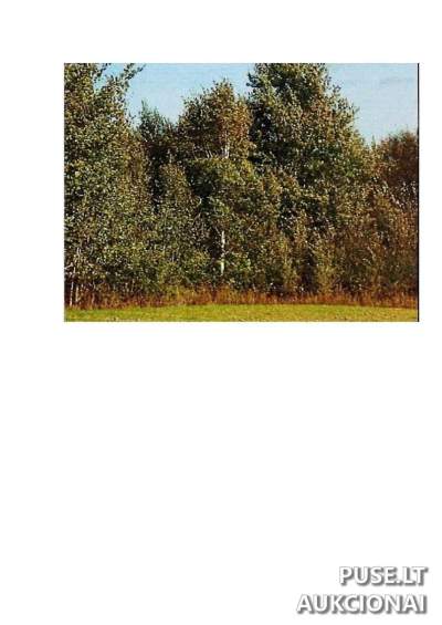 Žemės ūkio paskirties sklypas Prienų r. sav., Intuponių k., pradinė kaina 51360 EUR - Antstolių varžytynės