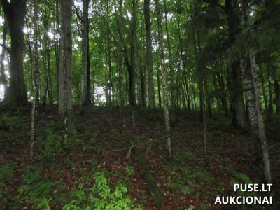 Parduodamas žemės sklypas Klaipėdos rajone, Jucaičių kaime, 6.64 ha su miško plotu, pradinė kaina 28200 EUR