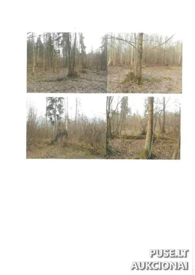 Saltoniškėse, Lazdijų r. - miško paskirties 0.95 ha sklypo 23/95 dalis, pradinė kaina 1 304 EUR