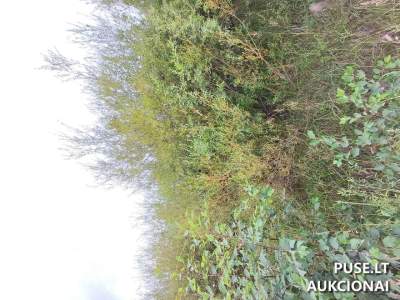 Mažeikiuose, Česlovo Kontrimo g. 19A — žemės sklypas aukcione nuo 13 409 EUR