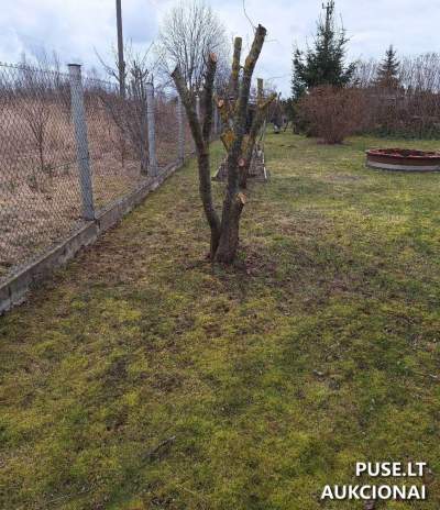 Žemės sklypas Radviliškyje, Saulėtekio g. 30B – pradinė kaina 1 349 EUR