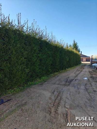 Tauragėje valstybinės žemės sklypas (Tauragės m.) - 3760 EUR