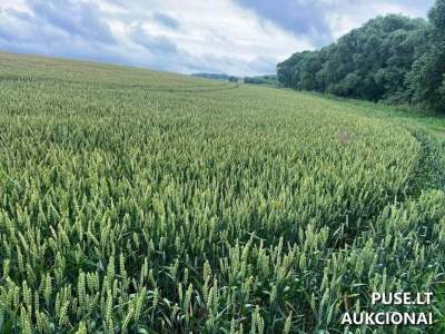 Žemės ūkio paskirties sklypas Raseinių rajone, Jūkainių kaime, 6.02 ha už 36120 EUR