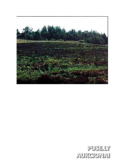 Parduodamas 4.94 ha žemės ūkio sklypas Prienų rajone, Intuponių kaime, pradinė kaina 17520 EUR