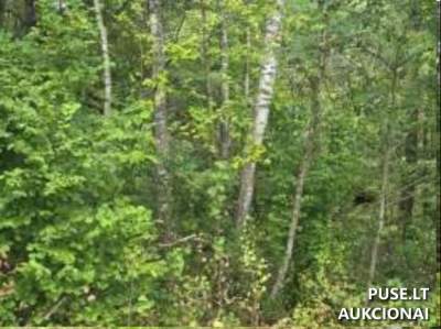 Valstybinis žemės sklypas Skuodo rajone, Baltrimų kaime, pradinė kaina 3997 EUR