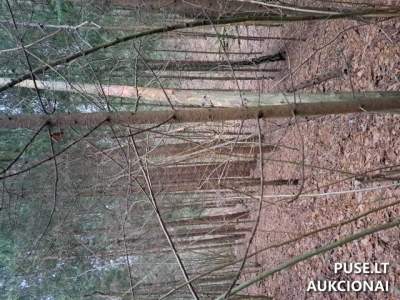 Žemės sklypo dalies pardavimas Vilniaus r. sav. Gudelių k. 720 EUR, miško ūkio paskirtis