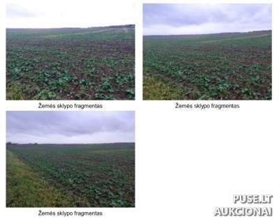 4.25 ha žemės ūkio sklypas Kėdainių r., Tubių kaimas, pradinė kaina 30000 EUR