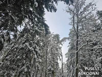 Parduodamas 23.53 ha miškų ūkio paskirties žemės sklypas Varėnos r. Zakavolių kaimo apylinkėse nuo 9360 EUR
