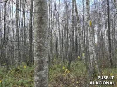 Parduodamas 0.95 ha miško ūkio paskirties žemės sklypas Kėdainių r. Okainių k. pradinė kaina 5600 EUR