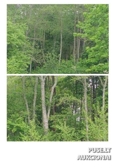 Žemės sklypas miškams Švenčionių rajone, Bogutiškės k., pradinė kaina 7872 EUR