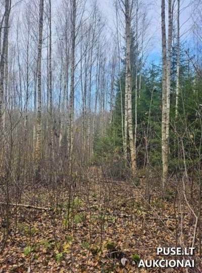 Miško ūkio paskirties žemės sklypas Rokiškio rajone, Beržuonos kaime, pradinė kaina 4560 EUR