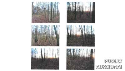0.75 ha Miškų ūkio žemės sklypas Kelmės rajone, Sotkalnio kaime, pradinė kaina 6760 EUR. Antstolio aukcionas