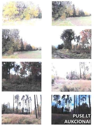 9 ha miškų ūkio paskirties žemės sklypas Kelmės r. Valaičių k. 51000 EUR pradinė kaina