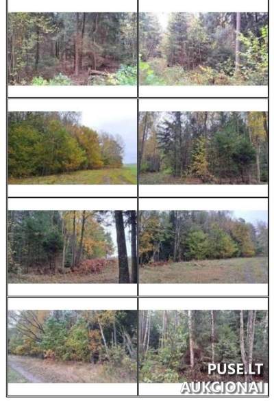 Valstybinis žemės sklypas Anykščių rajone, Juodmiškio kaime, pradinė kaina 1013 EUR. Miškų ūkio paskirties 1/1 dalis parduodama aukcione