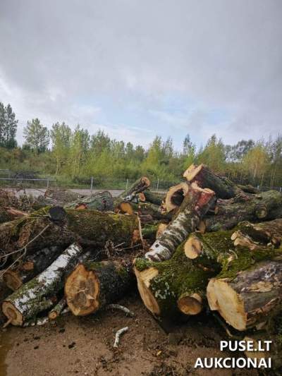 Medienos (ąžuolo, liepos) pardavimas aukcione Tauragėje: pradinė kaina 624 EUR už 19,20 m3