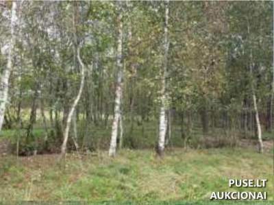 Valstybinės žemės sklypo pardavimas aukcione Skuodo rajone, Paluobės kaime, pradinė kaina 6672 EUR