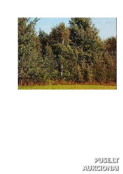 Žemės ūkio paskirties sklypas Prienų rajone, Intuponių kaime, 25.72 ha, kaina nuo 51360 EUR