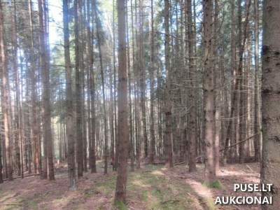 Parduodamas 6.4 ha miškų ūkio paskirties žemės sklypas Kelmės rajone, Bulavėnuose, pradinė kaina 8800 EUR