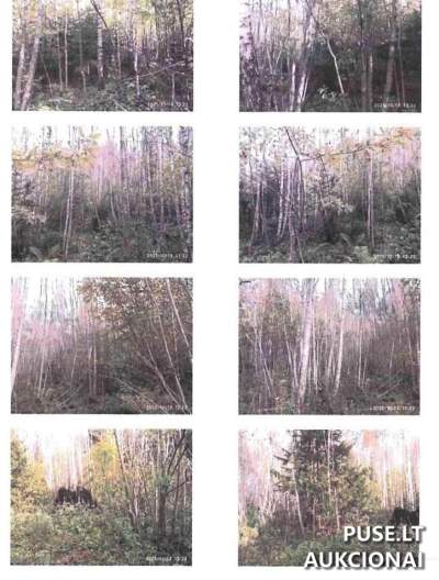 16 ha miško žemės sklypas Kelmės rajone 67200 EUR