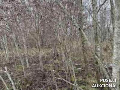 Valstybinis žemės sklypas Skuodo r. Notėnų k. 5797 EUR