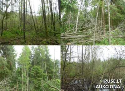 8.55 ha žemės ūkio paskirties sklypas Utenos rajone, Lukošiūnų kaime - 9024 EUR