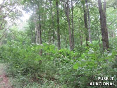 6.64 ha miško ir žemės ūkio paskirties sklypas Klaipėdos rajone, Jucaičių kaime, 29600 EUR