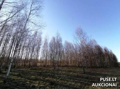 0,4265 ha žemės ūkio paskirties sklypas Šilutės rajone, Barzdūnų kaime, 300 EUR